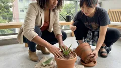 Babosa em vaso ou no quintal: como plantar por broto ou folha — e os cuidados que muita gente esquece
