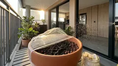 Limoeiro em vaso: o passo a passo para germinar, plantar e evitar os erros mais comuns