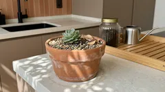 Suculentas com folhas moles ou enrugadas? O que elas estão tentando dizer — e como corrigir sem mistério