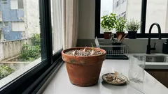 Plantei alho na varanda (sem mistério): o ajuste de sol, drenagem e colheita que deixa o bulbo grande e bem curado