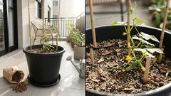 Pepino em vaso: os truques de sol, vaso profundo e rega que fazem a colheita chegar mais cedo