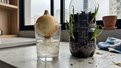 Plantei cebola em vaso e aprendi a “ler” a hora da colheita — o detalhe que melhora até a cura